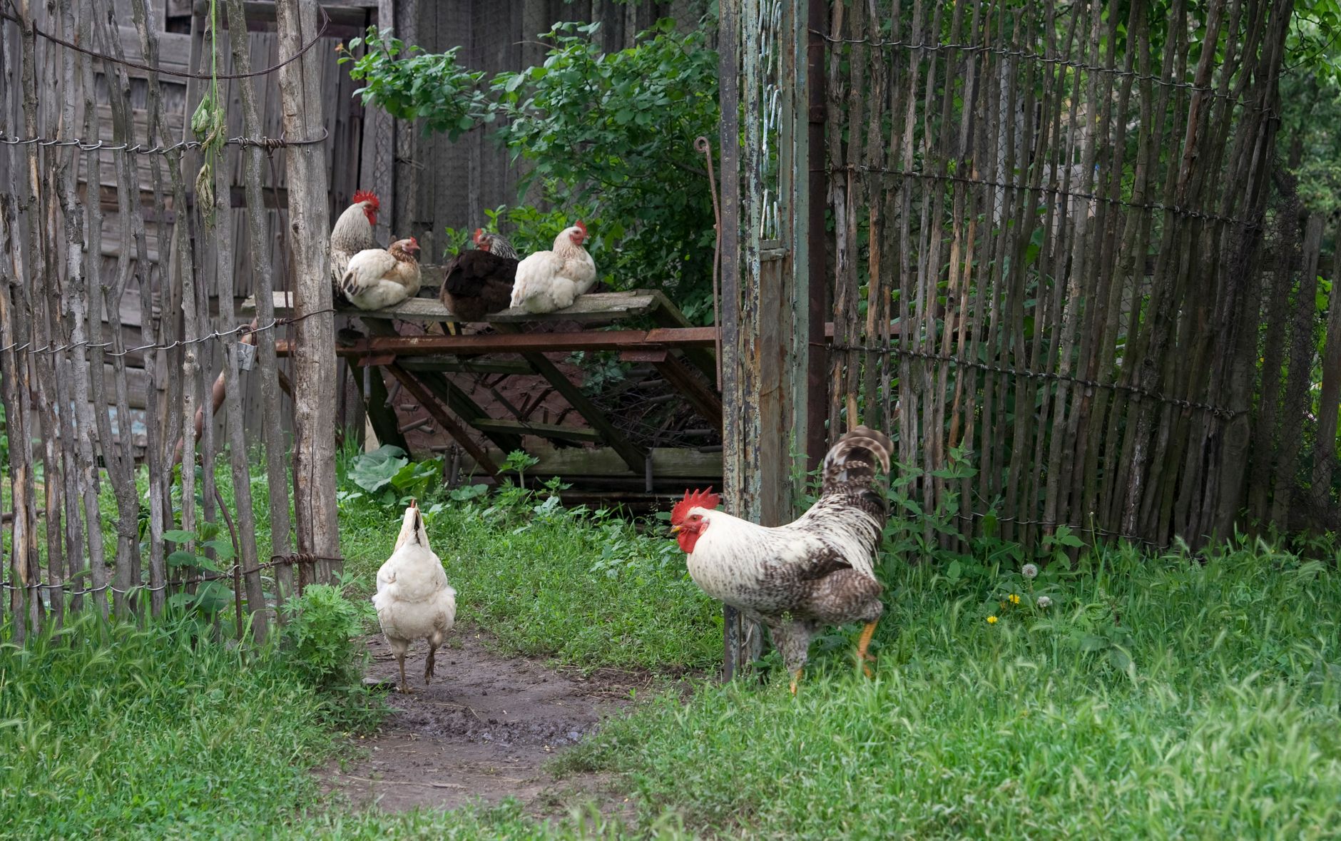 Poules dans un parcours extérieur clôturé, avec poulailler en bois, zone ombragée, mangeoire et abreuvoir propres