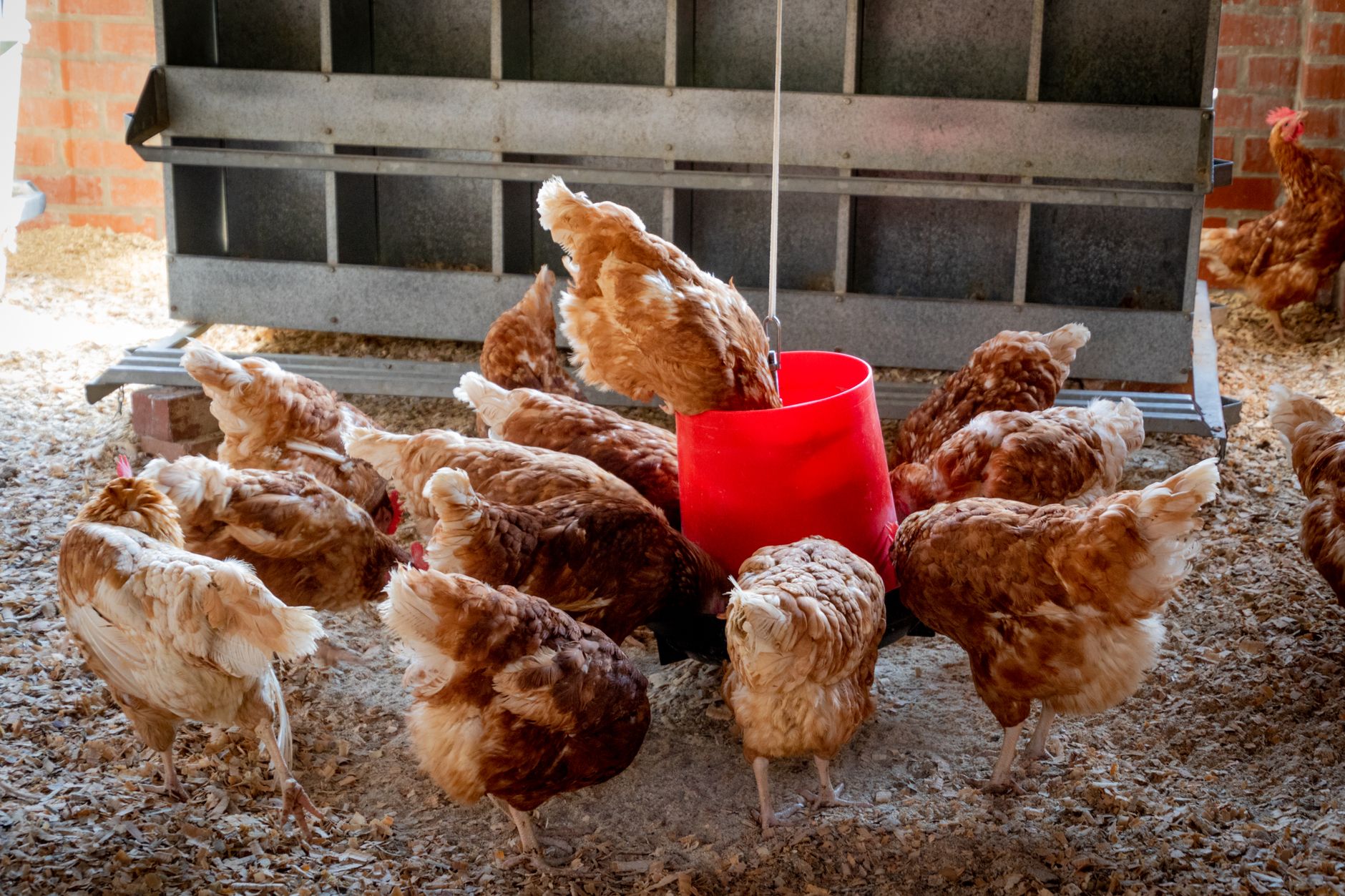 Gros plan d’une poule en bonne santé près d’un abreuvoir propre et d’une litière sèche
