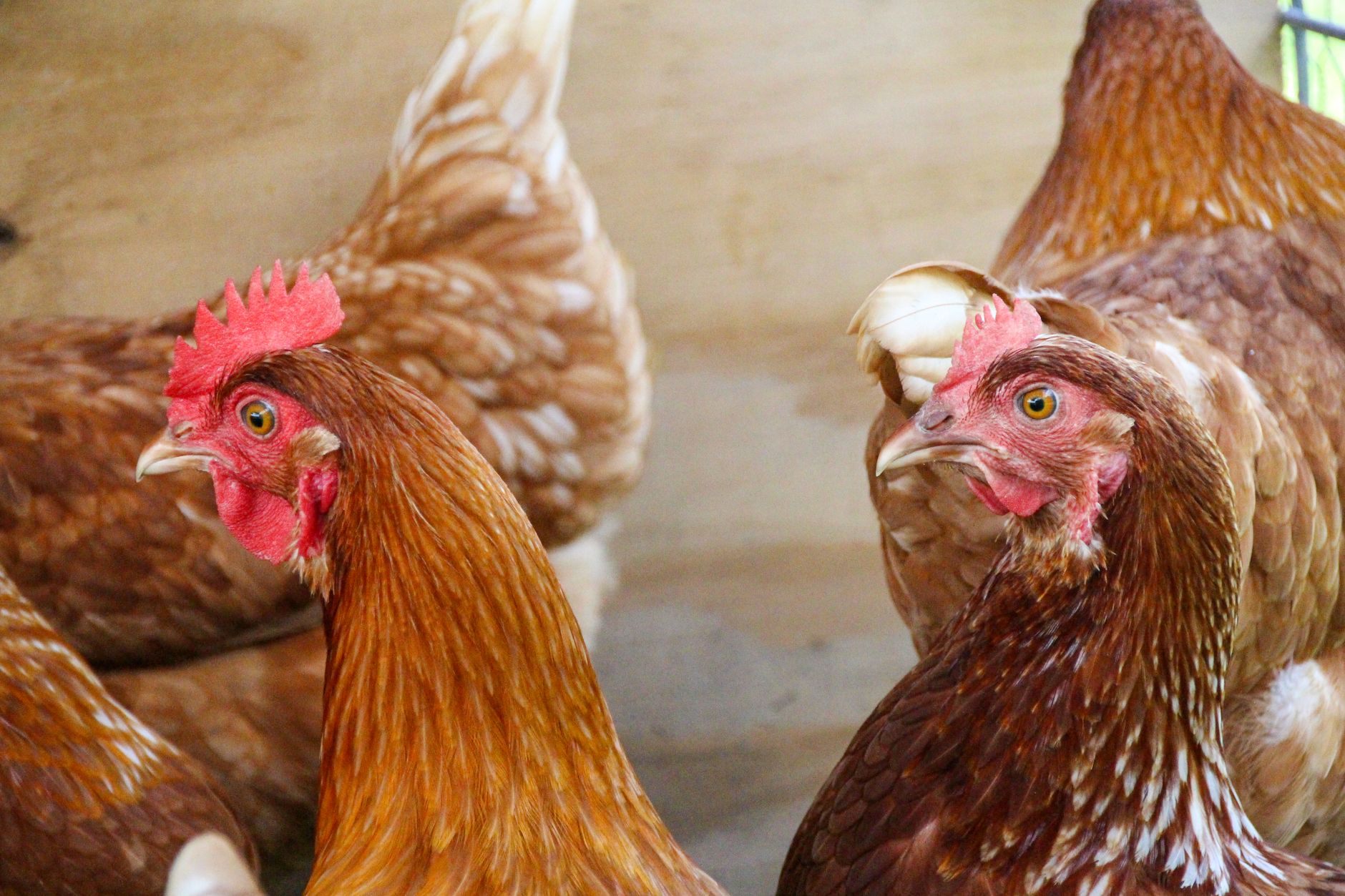 Poules pondeuses en bonne santé dans un parcours extérieur sécurisé, avec plumage dense et mangeoire propre au premier plan