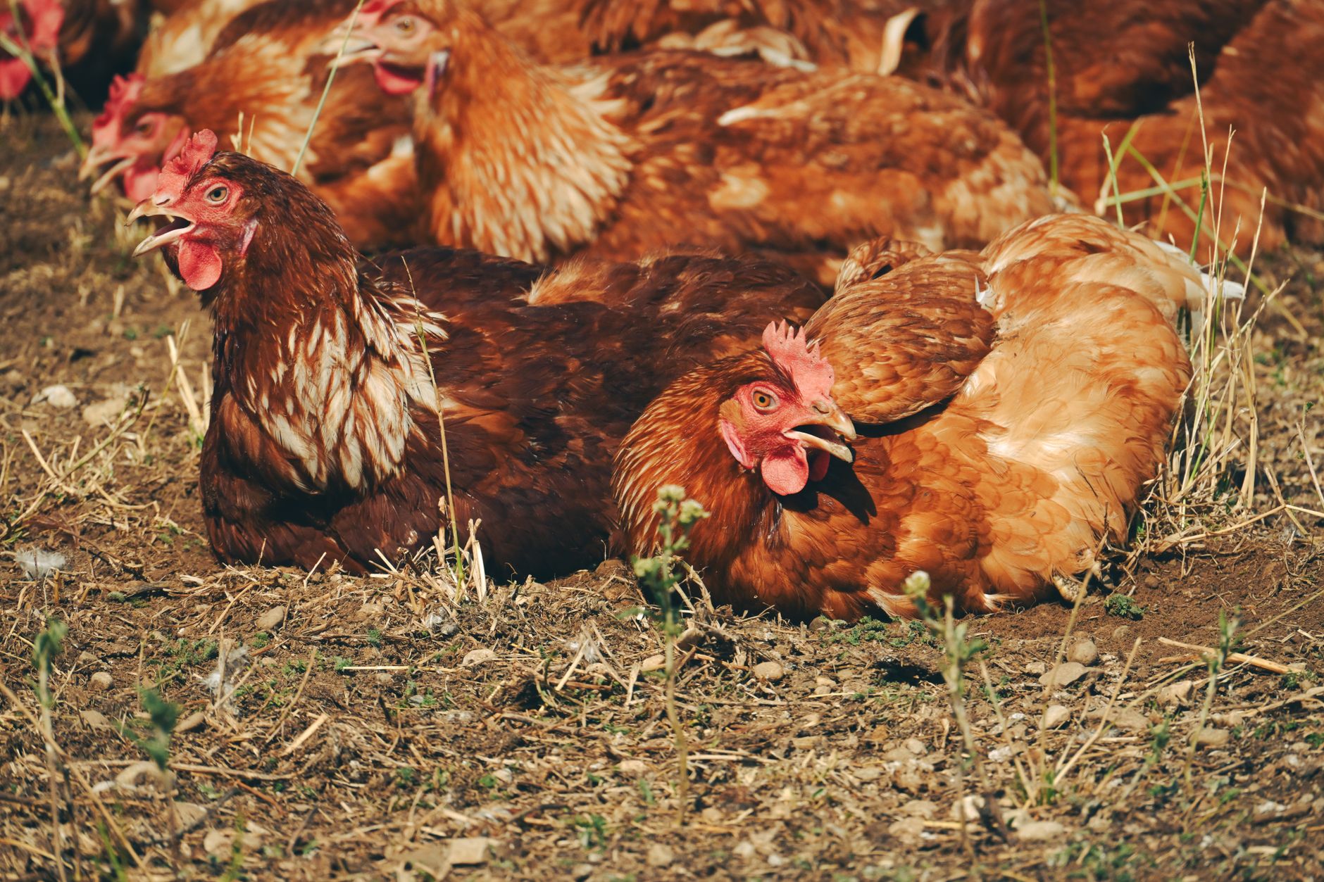 poules en liberté dans un parcours sécurisé avec clôture renforcée, abri ombragé et sol propre offrant des zones de grattage