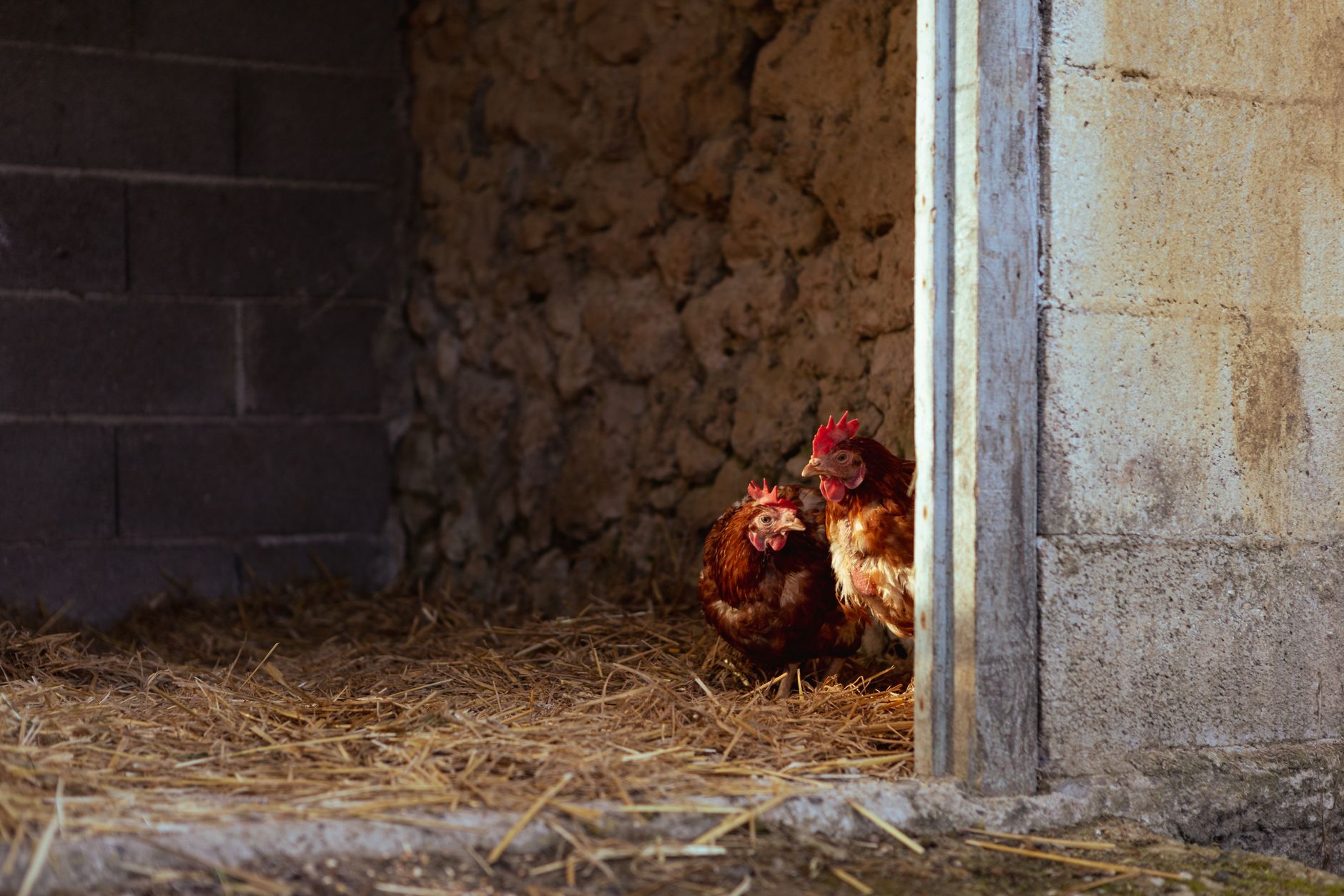 vue intérieure d’un poulailler propre avec une litière sèche en copeaux, des poules en bonne santé et une lumière naturelle douce