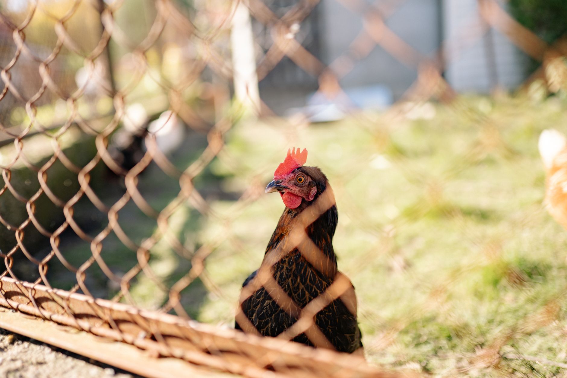 Inspection d’un poulailler extérieur avec une clôture enterrée, une porte fermée et des poules visibles dans un enclos propre.