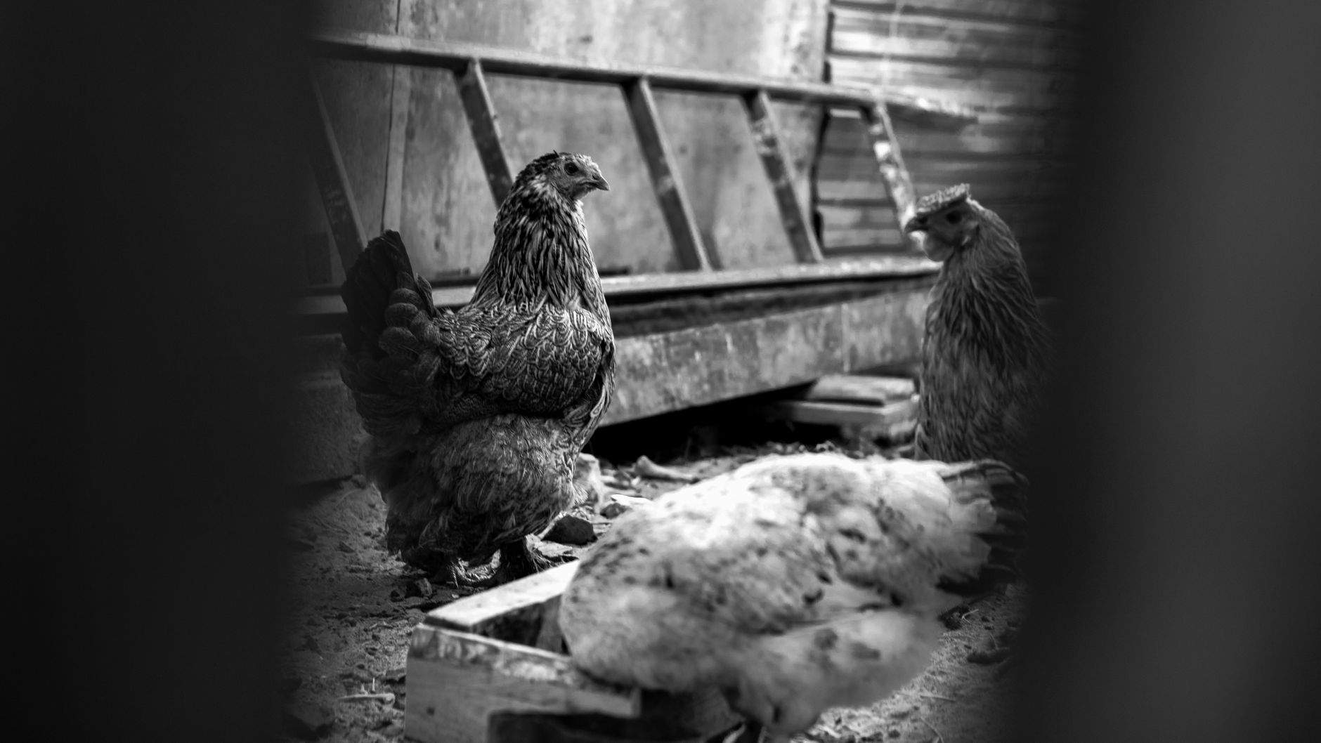 Poule Marans adulte au plumage cuivré, installée dans un parcours herbeux ombragé près d’un poulailler en bois.