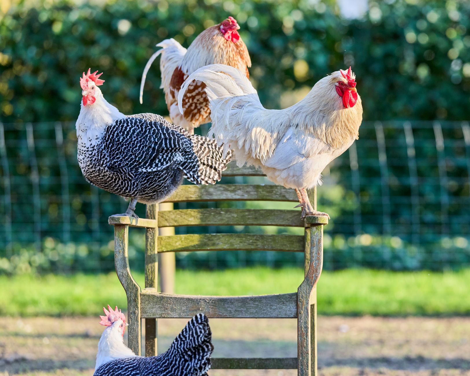 Groupe de poules naines de plumages différents dans un parcours extérieur herbeux et sécurisé, avec une zone ombragée au second plan