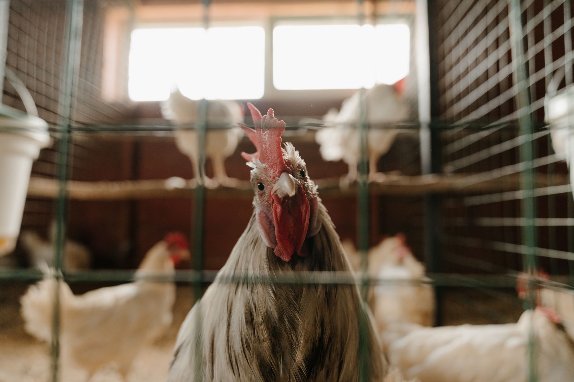 Propriétaire présentant calmement une poule naine à un enfant dans un poulailler propre, sécurisé et aménagé avec abreuvoir et pondoir