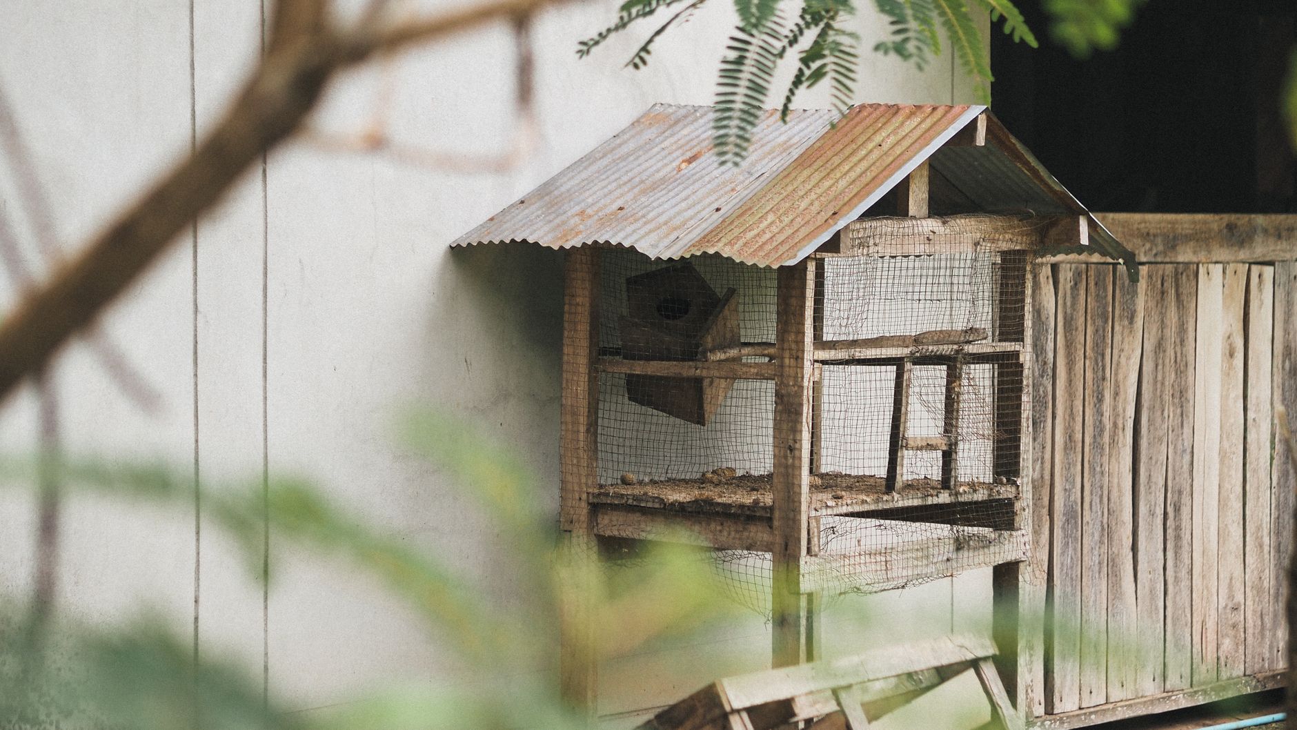 Poulailler propre et sécurisé avec litière sèche, perchoirs en bois, pondoirs calmes et enclos extérieur clôturé dans un jardin