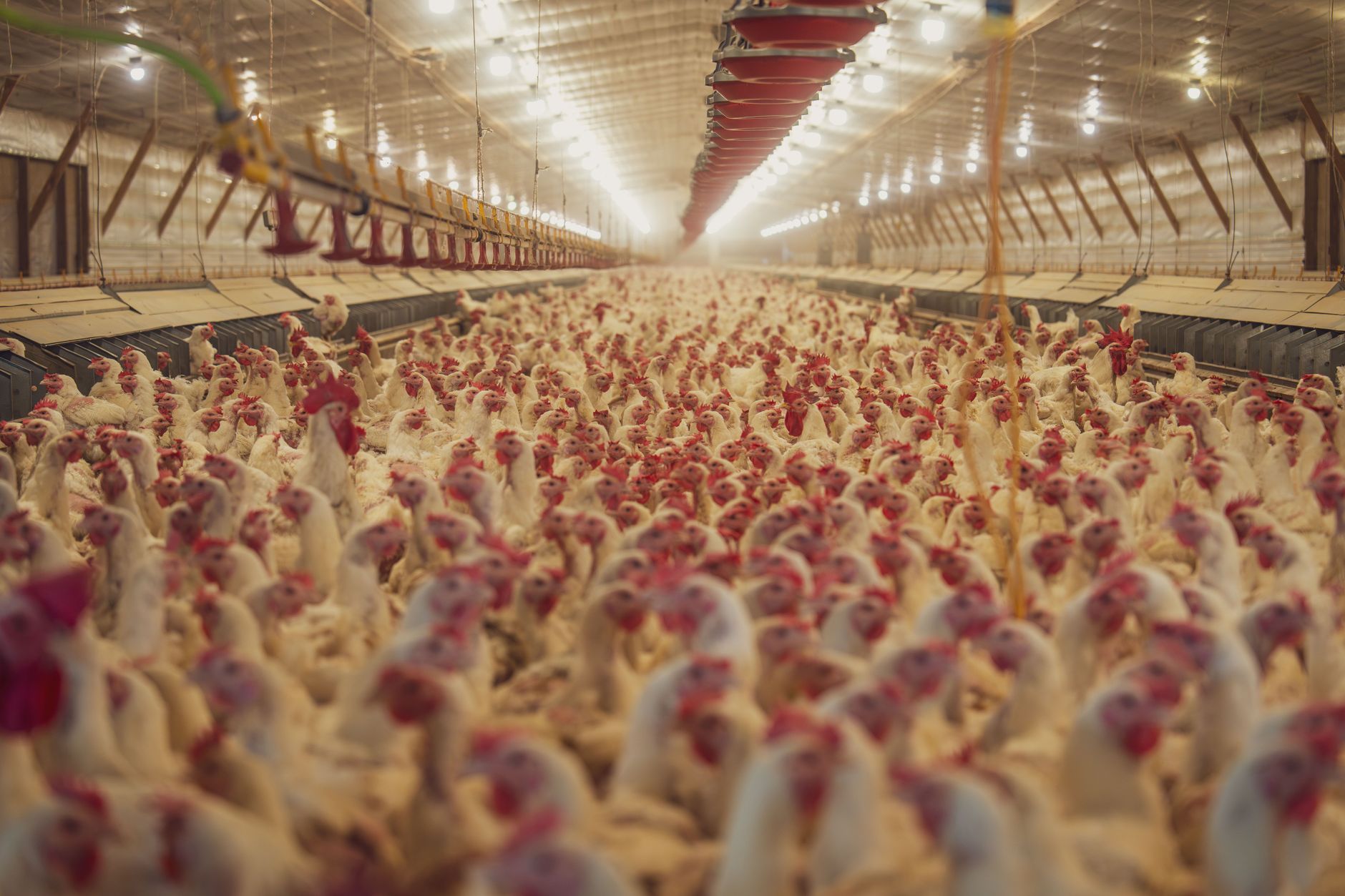 Éleveur inspectant doucement une poule dans un espace propre, avec abreuvoir, mangeoire et matériel d’entretien visibles en arrière-plan
